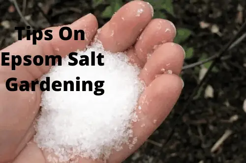 tips on epsom salt gardening