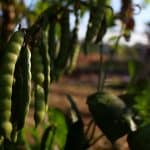 tips for growing peas