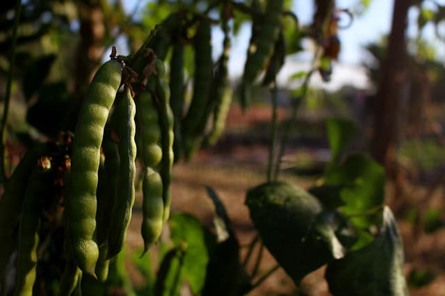 tips for growing peas