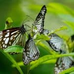 Guide to Butterflies, How To Stop Their Decline