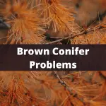 Brown Conifers Problems