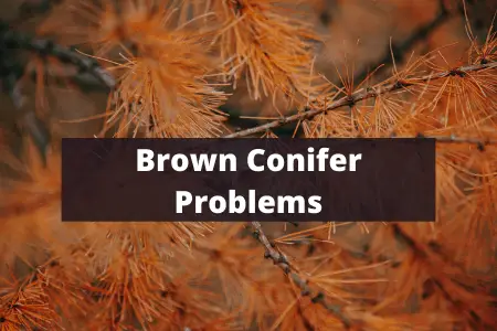 Brown Conifers Problems