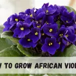 How To Grow African Violets