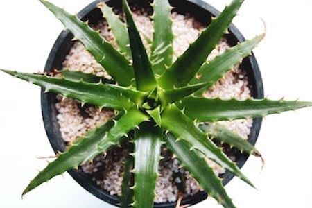 Aloe Flowering, How to Grow Aloe Vera
