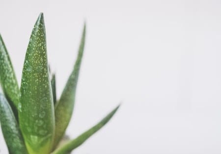 Aloe Flowering, How to Grow Aloe Vera