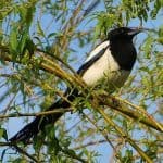 How Do You Get Rid Of Magpies