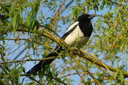 How Do You Get Rid Of Magpies