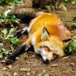 How To Deter Foxes From Your Garden