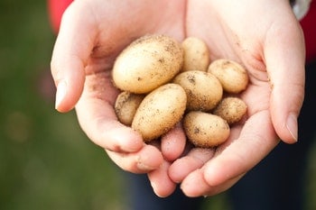 How Long Does it Take to Grow Potatoes