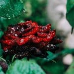 How to Get Rid Of Caterpillars On Rose Bushes