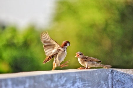 Do House Sparrows Migrate?