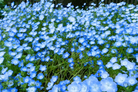 Baby Blue Eyes Flower