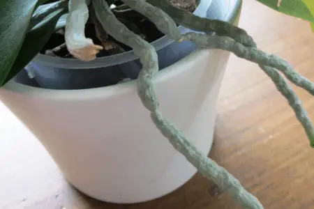 Can Aerial Roots be Planted?