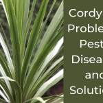 Cordyline: Problems, Pests, Diseases and Solutions