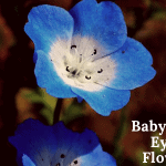 Baby Blue Eyes Flower