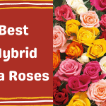 Best Hybrid Tea Roses