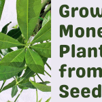 Grow Money Plant from Seed