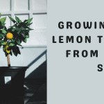 Growing a Lemon Tree from the Seed