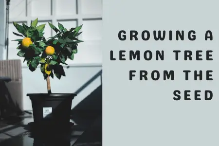 Growing a Lemon Tree from the Seed