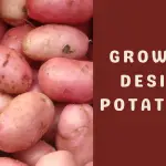 How do you Grow Desiree Potatoes