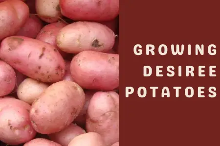 How do you Grow Desiree Potatoes