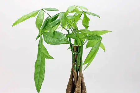 How to Grow Money Plant from Seed. The Luminaria Plant - Gardenn UK
