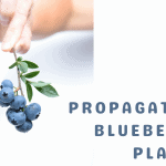 Propagating Blueberry Plants