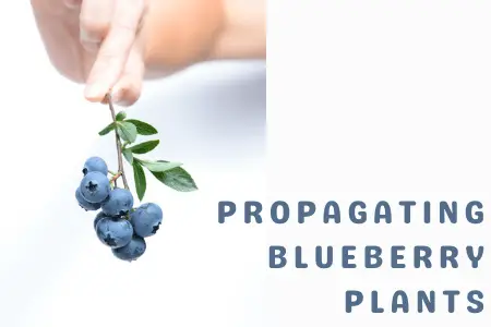 Propagating Blueberry Plants