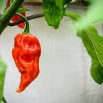 Can Ghost Chilli Peppers be Grown Indoors