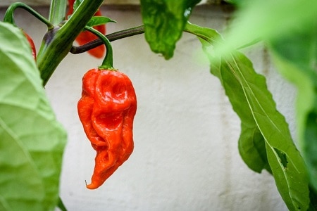 Can Ghost Chilli Peppers be Grown Indoors