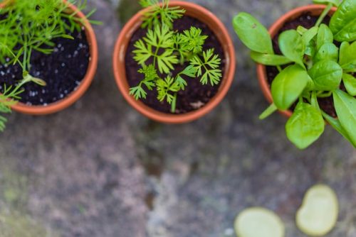 Amazing Design Ideas for Small Herb Gardens