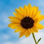 When to Plant Sunflower Seeds
