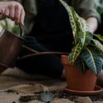 Growing Healthy Herbs in Pots