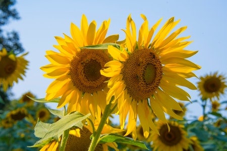When to Plant Sunflower Seeds