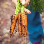 How do you Grow Carrots Successfully?