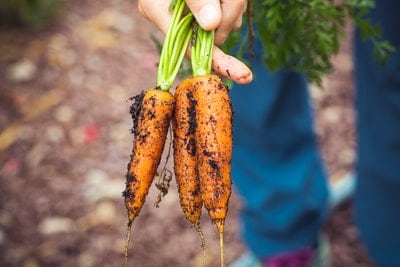 How do you Grow Carrots Successfully?