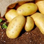 How to Care for Accent Potatoes