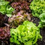 Growing Lettuce In Your Garden