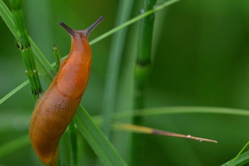 How To Control Slugs Organically