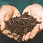 Best Compost for Bay Trees