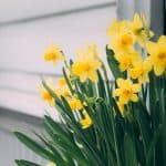 When is it Too Late to Plant Daffodil Bulbs