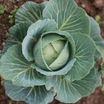 Tips for Growing Cabbage