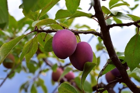 How Do You Grow a Plum Tree from a Seed