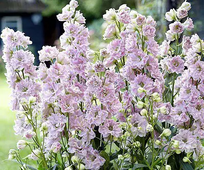 Supporting The Tall Delphinium Flowers
