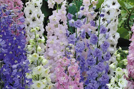 Can Delphiniums grow in Pots?