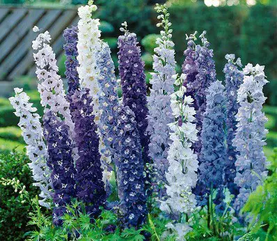 Can Delphiniums grow in Pots?