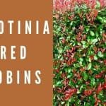 Photinia Red Robins