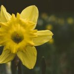 How Deep To Plant Daffodil Bulbs