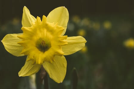 How Deep To Plant Daffodil Bulbs